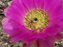 Echinocereus armatus