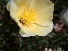 Lasioglossum sisymbrii