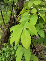 Sargentodoxa cuneata