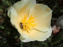 Lasioglossum sisymbrii