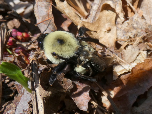 Brown-belted Bumble Bee (Bombus griseocollis), a species recorded in Delaware