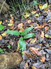 Polygonatum filipes