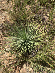 Hesperoyucca