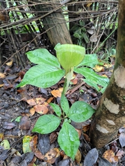 Arisaema bockii
