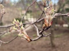 Amelanchier grandiflora