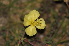 Oenothera flava