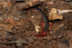 Cormocephalus nitidus