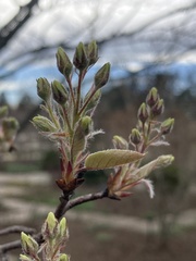Amelanchier grandiflora