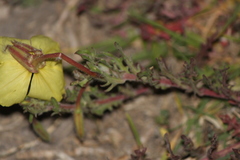 Oenothera flava