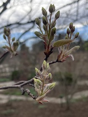 Amelanchier grandiflora