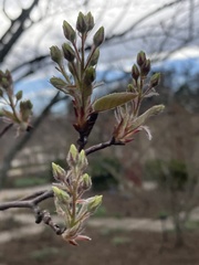 Amelanchier grandiflora