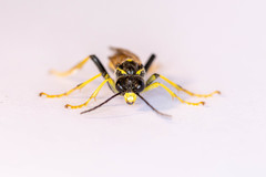 Tenthredo diana