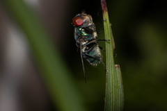 Chrysomya marginalis