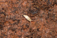 Atelurinae