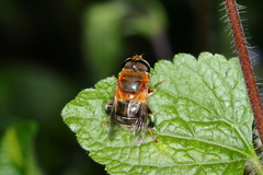 Palpada ruficeps