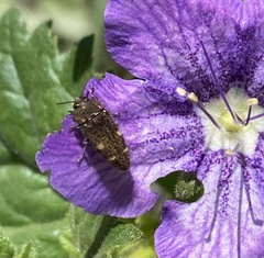 Acmaeodera prorsa