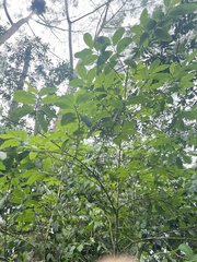 Erythroxylum gracilipes