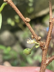 Erythroxylum gracilipes
