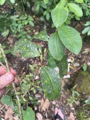 Erythroxylum gracilipes