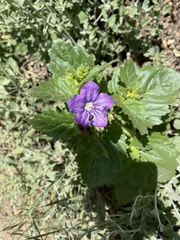 Acmaeodera prorsa