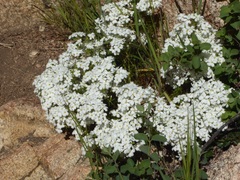 Leptosiphon floribundus