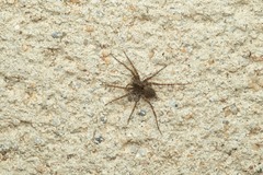 Pardosa hortensis