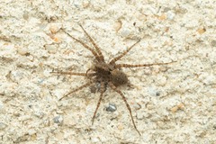 Pardosa hortensis