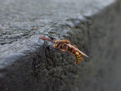 Nomada lathburiana