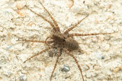 Pardosa hortensis