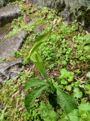 Arisaema heterophyllum