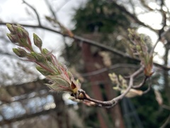 Amelanchier grandiflora