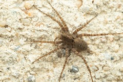 Pardosa hortensis
