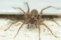 Pardosa hortensis