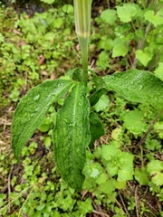 Arisaema heterophyllum
