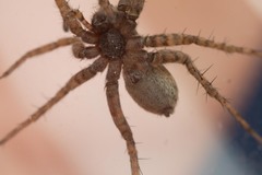 Pardosa hortensis