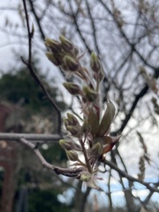 Amelanchier grandiflora