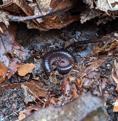 Cylindroiulus londinensis