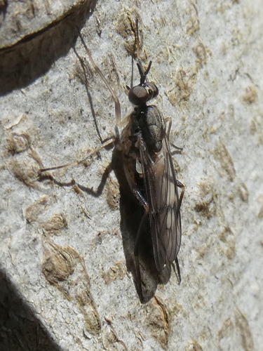 Xylophagus lugens photo 2