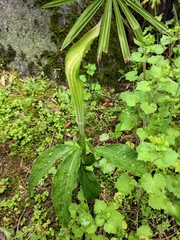 Arisaema heterophyllum