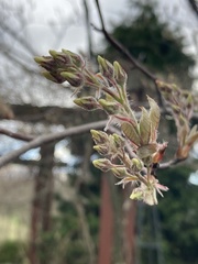 Amelanchier grandiflora