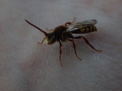 Nomada lathburiana