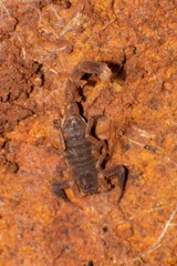 Pseudolychas ochraceus