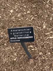 Amelanchier grandiflora
