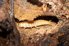 Atelurinae