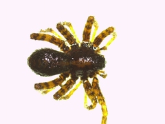 Pardosa hortensis