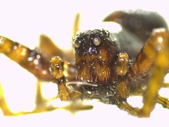 Pardosa hortensis