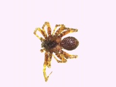 Pardosa hortensis