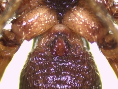 Pardosa hortensis