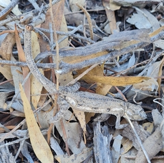 Bradypodion occidentale