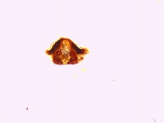 Pardosa hortensis